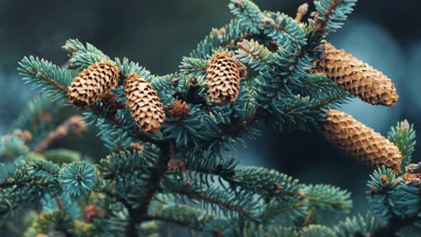 A-close-up-shot-of-the-branches-of-the-top-of-the-pine-tree