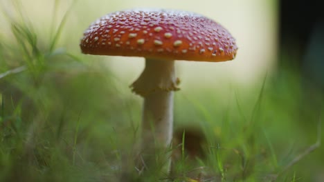 A-close-up-shot-of-the-fly-agaric-mushroom-on-the-forest-floor