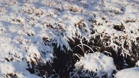 A-close-up-shot-of-the-snow-cover-frozen-plants-in-the-tundra