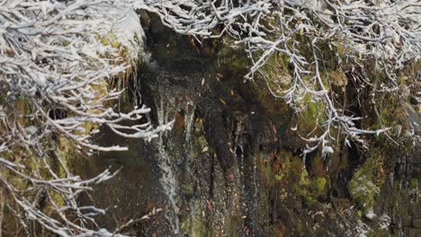 The-small-stream-falls-from-the-stone-wall,-and-twisted-bushes,-moss,-and-grass,-covered-in-snow,-clinging-to-the-slope