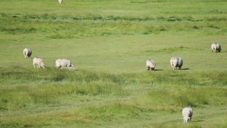 A-flock-of-sheep-is-grazing-in-a-lush-green-meadow