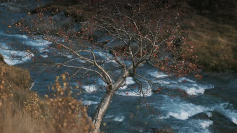 Un-Río-Salvaje-Que-Fluye-A-Través-De-La-Tundra-De-Otoño