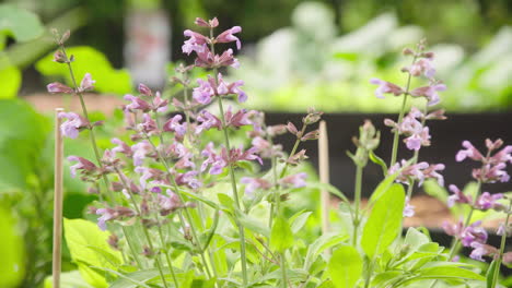 Organic-Sage-growing-in-the-herbal-garden-with-purple-flowers