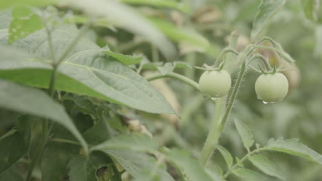 Close-up-footage-of-green-tomatoes-with-drops-of-water-on-them