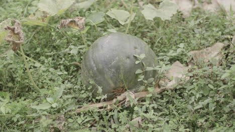 Slow-motion-footage-of-a-watermelon-type-fruit-laying-on-the-ground