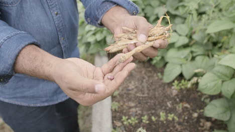 Slow-motion-footage-of-a-person's-hands-showing-dried-string-beans-in-a-garden