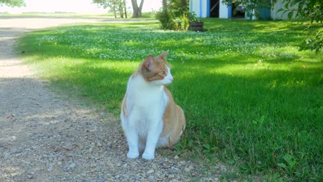 Gato-Mascota-Sentado-Afuera-En-Un-Día-De-Verano