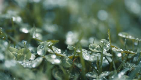 A-macro-shot-of-clover-leaves-and-grass-beaded-with-morning-dew