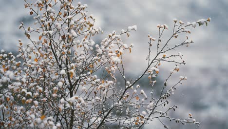 The-first-snow-slowly-falls-on-the-branches-of-the-birch-tree