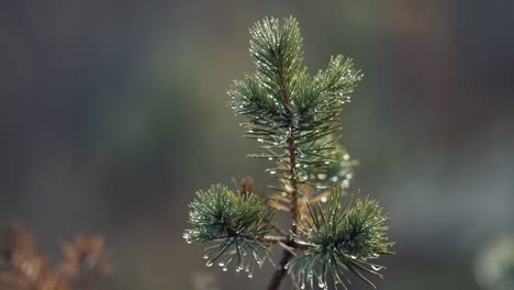 A-close-up-shot-of-the-top-of-the-young-pine-tree