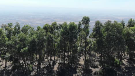 Luftdrohne-Nach-Vorne-Zeigt-Aufnahmen-Von-Wildpferden-Und-Der-Marokkanischen-Fes-Wüste-Mit-Bäumen-Und-Vegetation