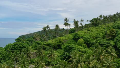 rural-jungle-island-with-tropical-coconut-trees-on-a-hill-during-day,-aerial
