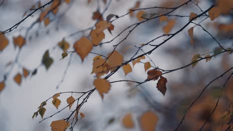 A-macro-shot-of-the-bright-yellow-leaves-of-the-birch-tree-on-the-blurry-background
