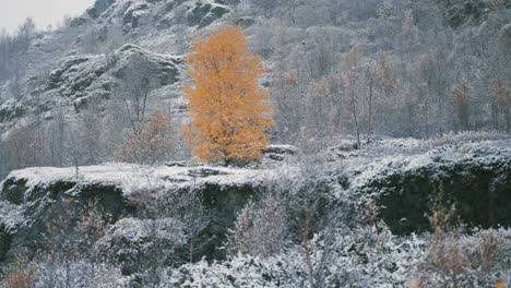 A-bright-yellow-birch-tree-in-the-snow-covered-landscape
