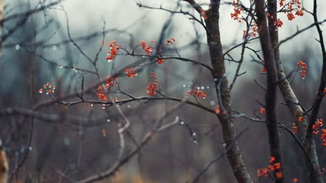 The-thin-black-branches-of-the-rowan-tree-are-beaded-with-raindrops