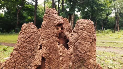 Close-up-static-shot-of-termite-mound-in-countryside-during-daytime