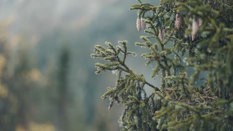 A-close-up-shot-of-the-young-pine-trees