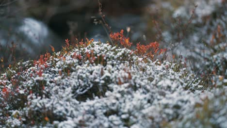 Leichter-Erster-Schnee-Rieselte-über-Die-Bunten-Heidelbeersträucher-Und-Das-Verwelkte-Gras-In-Der-Tundra