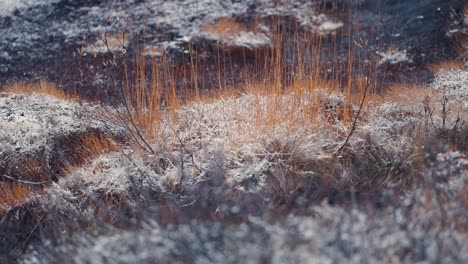 Der-Frische-Erste-Schnee-Sprenkelte-über-Das-Verwelkte-Gras-In-Der-Tundra