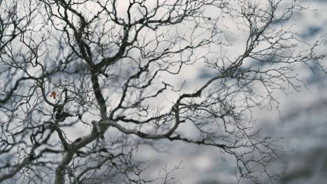 Dark,-twisted,-leafless-birch-tree-branches-against-the-pale-autumn-sky