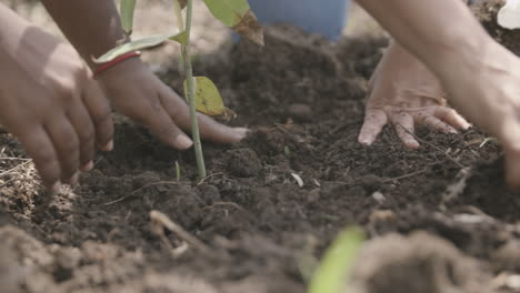 Slow-motion-close-up-footage-of-a-planted-sapling-with-hands-throwing-dirt-over-the-ground