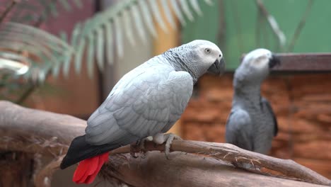 Congo-African-grey-parrot,-psittacus-erithacus-perching-still-in-the-foreground-with-curious-one-blurred-out-at-the-background-at-Langkawi-wildlife-park,-Malaysia,-Southeast-Asia,-close-up-shot