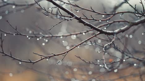 Raindrops-hang-on-the-thin-dark-branches