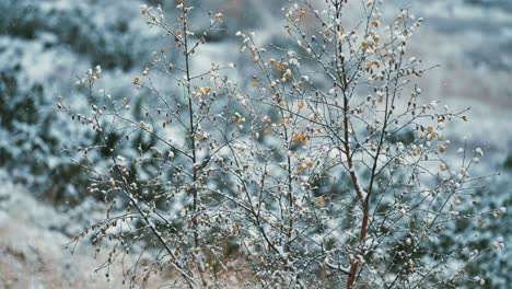 La-Primera-Nieve-Ligera-Cae-Lentamente-Sobre-Los-árboles,-Arbustos-Y-Hierba-Marchita
