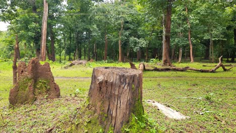 Countryside-scene-with-cut-tree-stump-near-termite-mound