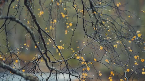 Close-up-shot-of-the-dark-birch-tree-branches-with-small-yellow-leaves