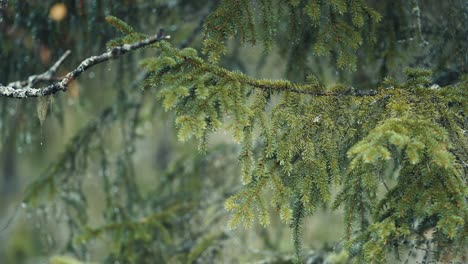 A-close-up-of-the-pine-tree-branches-on-a-rainy-day