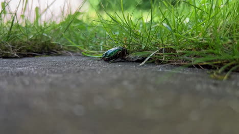 Wide-shot-of-a-chafer-beetle-crawling-into-grass-so-find-safety