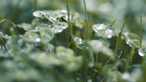A-macro-shot-of-clover-leaves-and-grass-beaded-with-dewdrops