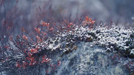 Der-Frische-Erste-Schnee-Bedeckt-Die-Büsche-Und-Das-Gras-In-Der-Tundra