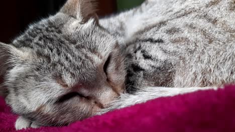 Macro-close-up-shot-of-tabby-kitten-sleeping-on-pink-blanket