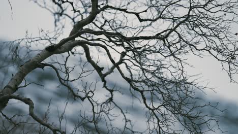 Dark,-twisted,-leafless-branches-against-the-pale-autumn-sky