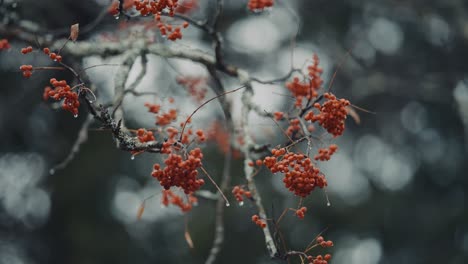 A-close-up-of-the-rowan-tree-branch-with-red-berries-on-the-blurry-background