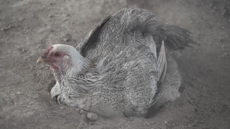 White-Hen-Chicken-Diggs-in-Dirt-To-Have-A-Dust-Bath,-Then-Breathes-Heavy