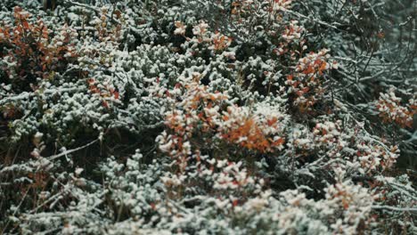 Leichter-Neuschnee-Rieselte-über-Heidelbeersträucher-Und-Zwergbäume