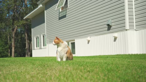 Big-orange-house-cat-sitting-on-grass-in-front-of-house