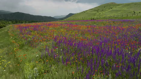 Flying-Low-Over-Beautiful-And-Colorful-Growing-Wildflowers-In-The-Countryside-Field-Outside-Of-Aspindza-District,-Georgia