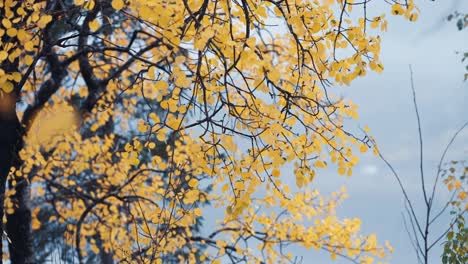 A-close-up-shot-of-the-bright-leaves-of-the-birch-tree
