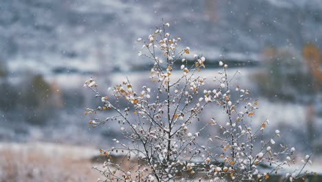 The-first-snow-slowly-falls-on-the-thin-branches-of-the-birch-tree