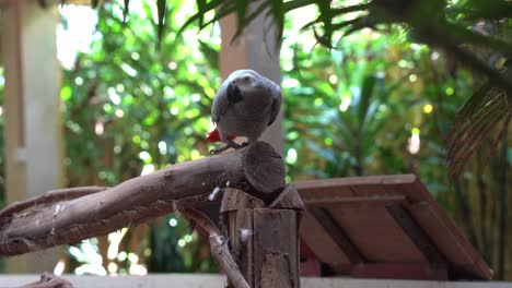 Single-congo-African-grey-parrot,-psittacus-erithacus-perching-on-the-wood-log,-chirping-and-turning-around-with-blurred-background-at-Langkawi-wildlife-park,-Malaysia,-Southeast-Asia,-close-up-shot