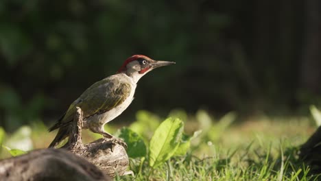 A-ground-level-shot-of-the-European-green-woodpecker