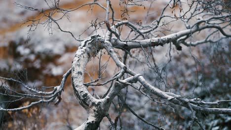 Ein-Nahaufnahmevideo-Von-Verdrehten,-Blattlosen-Zweigen-Der-Birke-Mit-Schneebedecktem-Gelbem-Gras-Im-Hintergrund