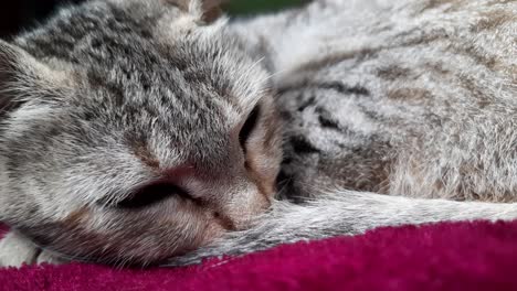Scene-with-tabby-kitten-sleeping-on-pink-blanket