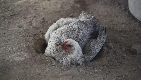 Weiße-Henne-Huhn-Gräbt-Ein-Loch-Und-Nimmt-Ein-Staubbad,-Schmutz-Wird-Geworfen
