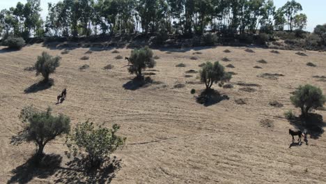 Luftdrohne-Pov-Von-Wilden-Pferden,-Die-In-Der-Ländlichen-Gegend-Von-Marokkanischen-Fes-Mit-Bäumen-Und-Vegetation-Stehen