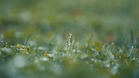 Eine-Makroaufnahme-Von-Grünem-Gras-Mit-Regentropfen